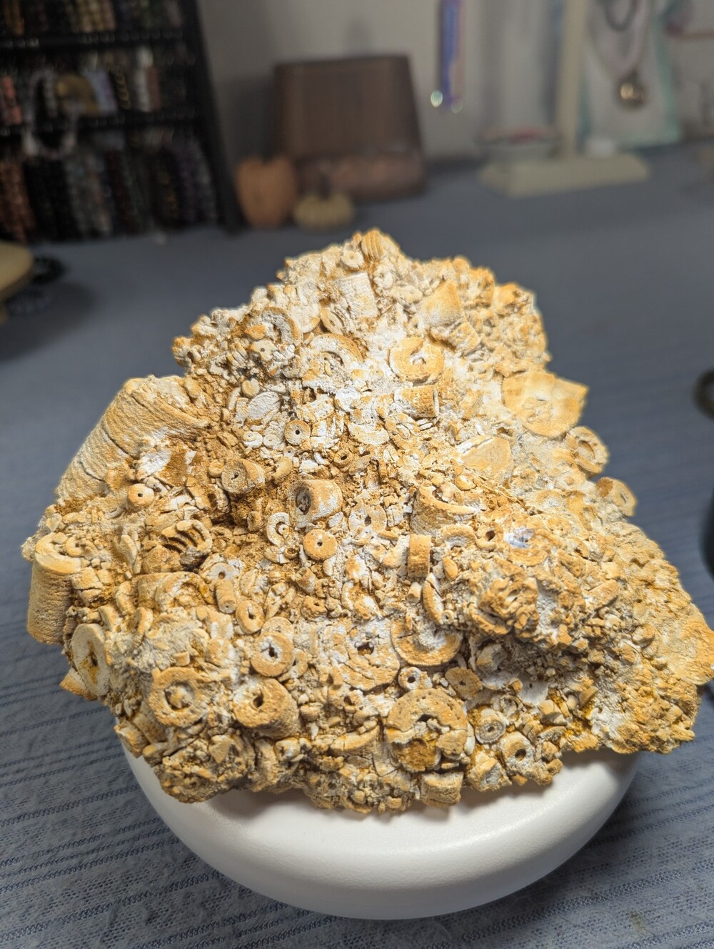 Crinoid Stem Fossil Cluster- Kentucky